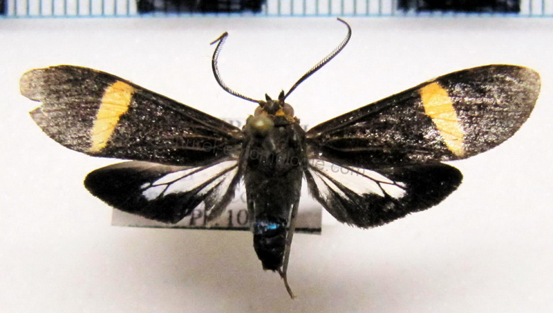 Aclytia heber femelle  [Cramer, (1779)]                               