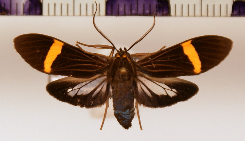Aclytia heber femelle  [Cramer, (1779)]   