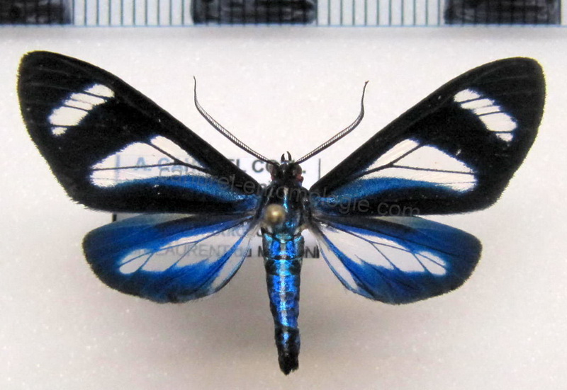   Agyrta micilia femelle  [Cramer, (1779)]                             