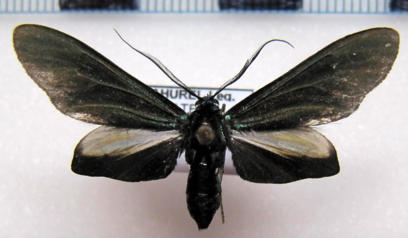  Antichloris eriphia  mâle Felder                              