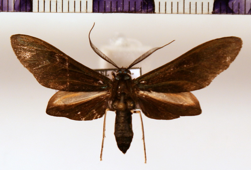 Antichloris eriphia  male Felder