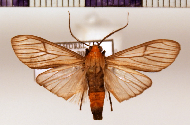 Atyphopsis modesta  mâle  (Butler,1878)