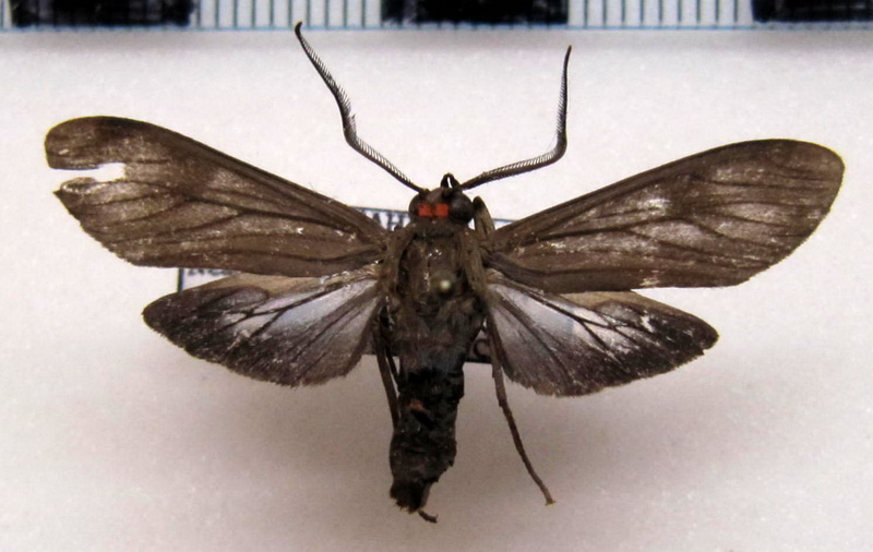  Cercopimorpha dolens male Schauss, 1905                              