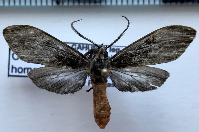 Cercopimorpha homopteroides mâle Hulst, 1900