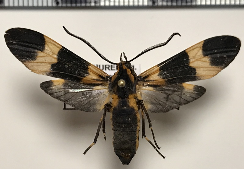  Correbia lycoides femelle  Walker, 1881    