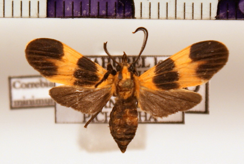 Correbia minima  femelle  Druce, 1905