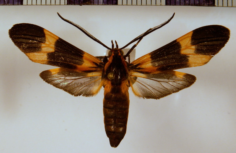 Correbidia calopteridia   femelle  Butler, 1878