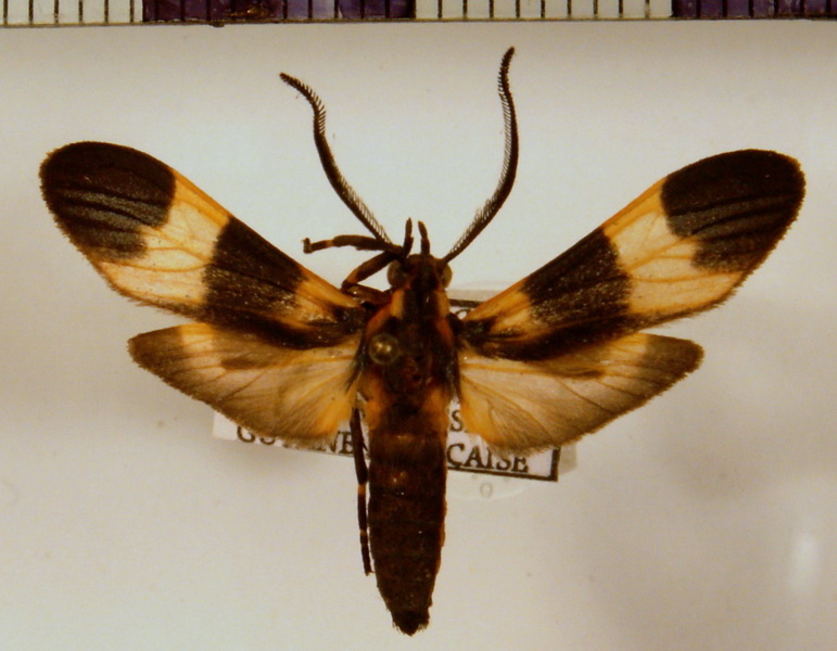 Correbidia calopteridia   Male  Butler, 1878