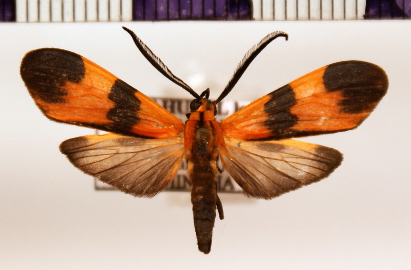 Correbidia germana  mâle  (Rothschild, 1912)