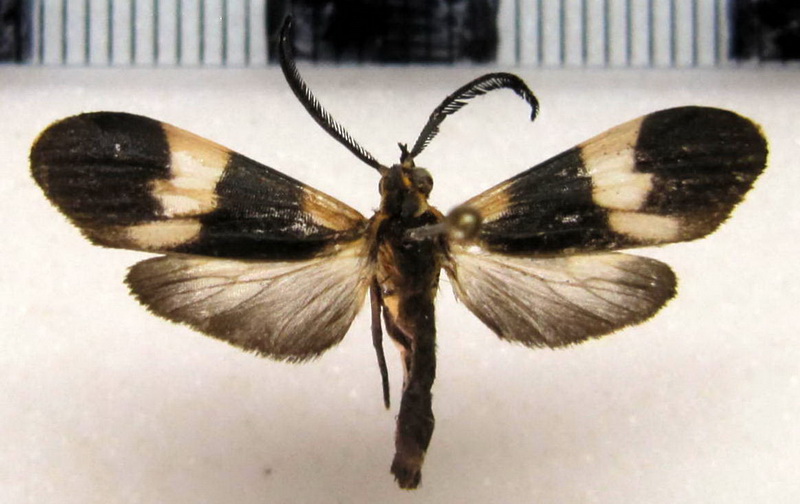   Correbidia terminalis     (Walker, 1856)                                  