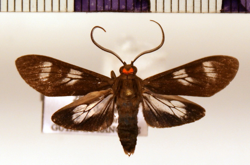 Delphyre dizona  mâle  (Druce, 1898) 