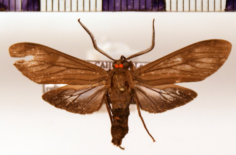 Delphyre rufiventris mâle  Hernández-Baz & Grados, 2004