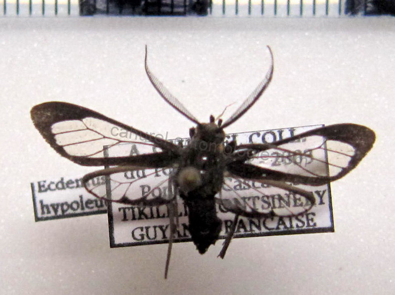 Ecdemus hypoleucus mâle    Herrich - Schäffer, [1855]                       