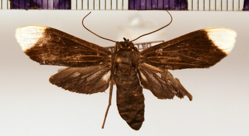 Episcepsis capyscoides  femelle Dognin, 1911