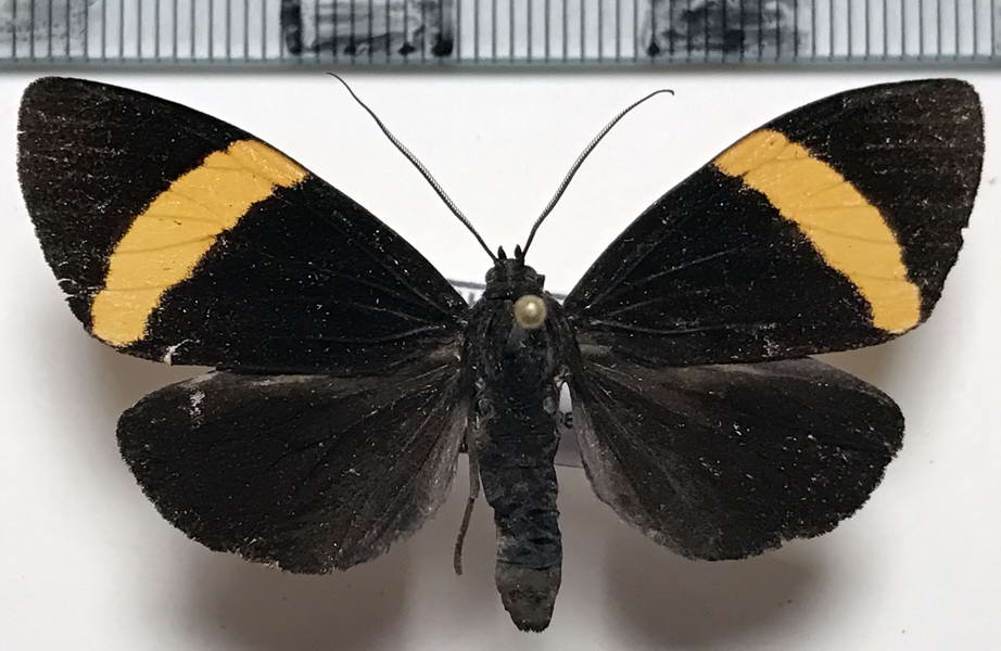  Episcepsis melanitis  femelle   (Hübner, 1818)                               
