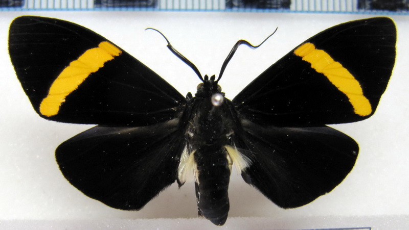 Episcepsis melanitis  mâle  (Hübner, 1818)                               