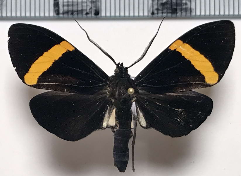  Episcepsis melanitis  mâle  (Hübner, 1818)                               
