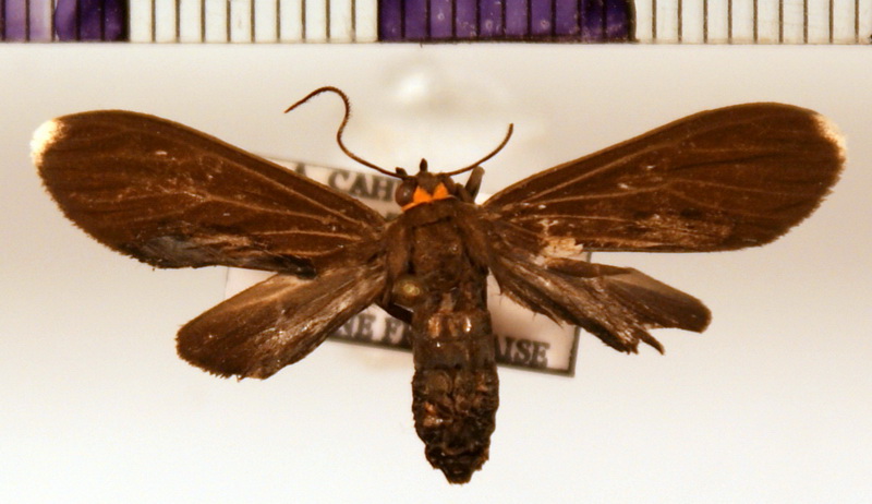 Episcepsis sp  01 femelle
