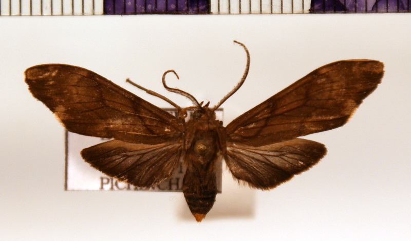 Eucereon  fuscobruneum  mâle Rothschild