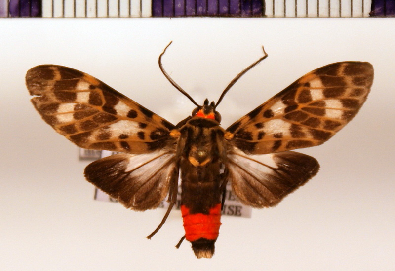 Eucereon metoidesis  Mâle  Hampson, 1905