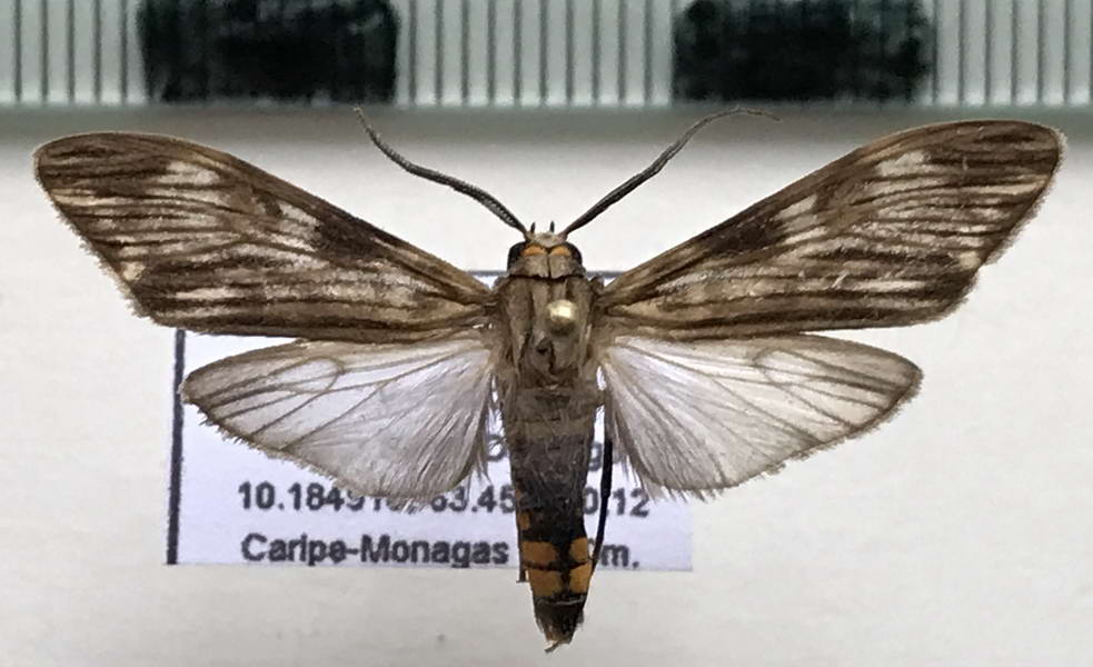 Eucereon perstriata mâle  Hampson, 1909