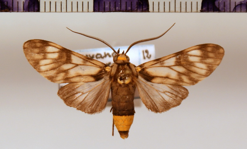 Eucereon  scyton  mâle (Cramer, 1775)