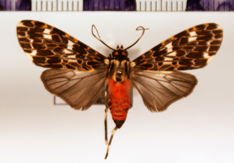 Eucereon tarona  mâle   Hampson 1898