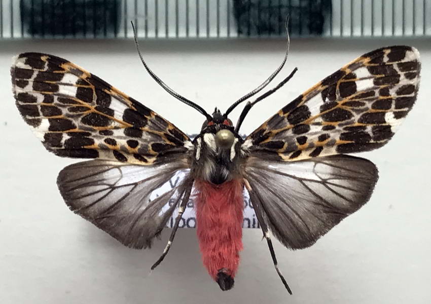  Eucereon tarona  mâle  Hampson 1898