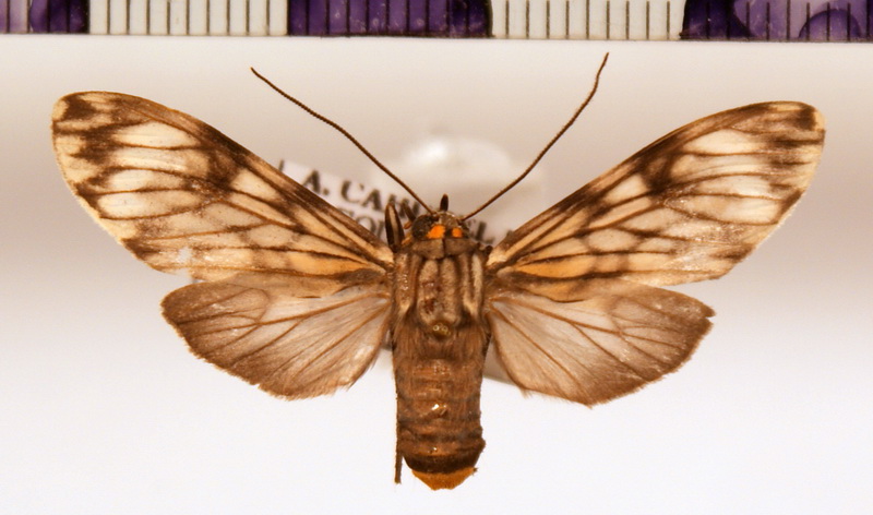Eucereon xanthura  femelle  Schaus, 1910