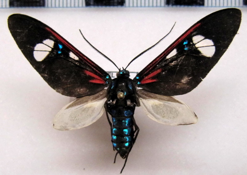 Euclera diversipennis    mâle  (Walker, 1854)                           