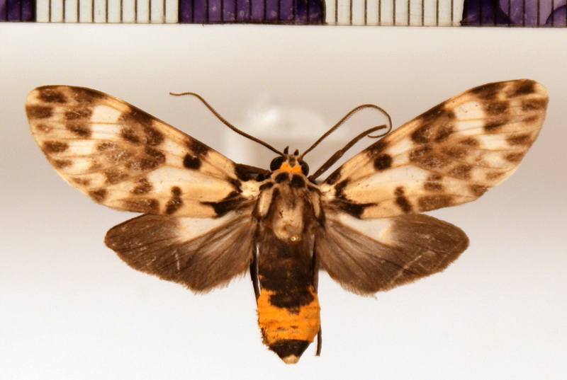 Heliura flava  femelle  (Dognin,1910)
