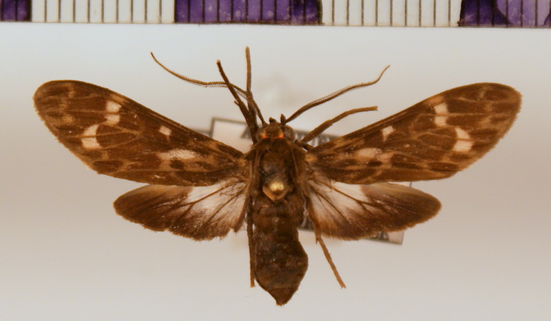 Heliura marica mâle (Cramer, 1775)