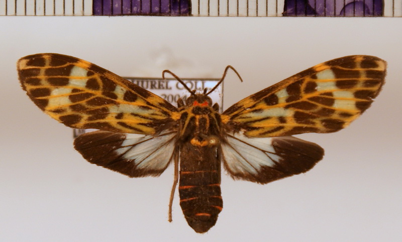 Heliura marica femelle (Cramer, 1775)