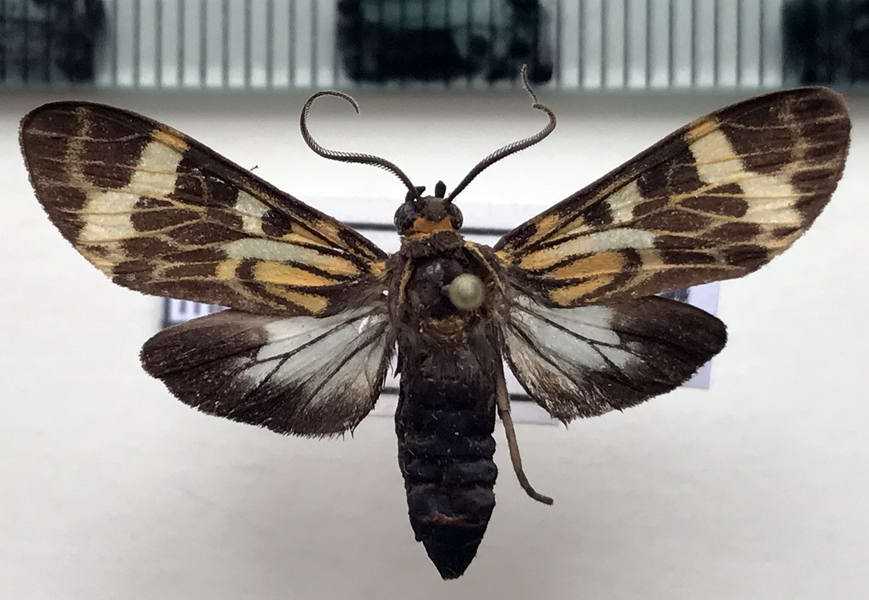  Heliura marica mâle (Cramer, 1775)