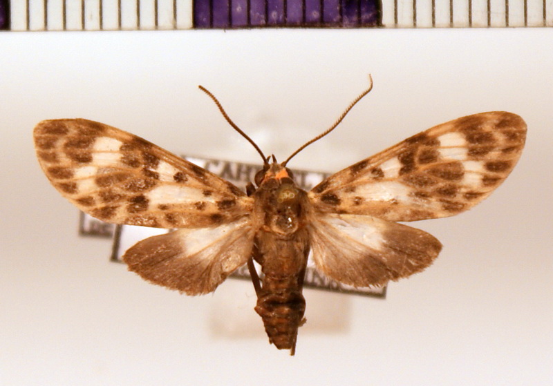 Heliura perexcavatum  femelle   Rothschild, 1912