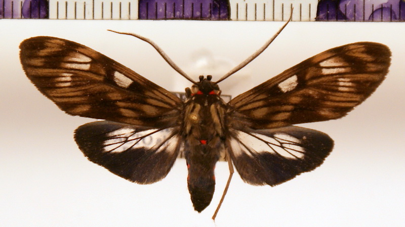 Heliura  suffusa  mâle  Lathy, 1899