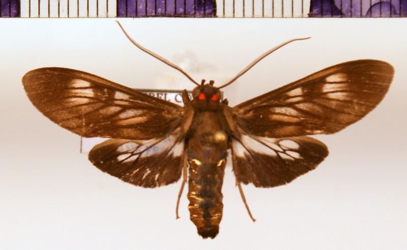 Heliura suffusa  mâle (Lathy, 1899)