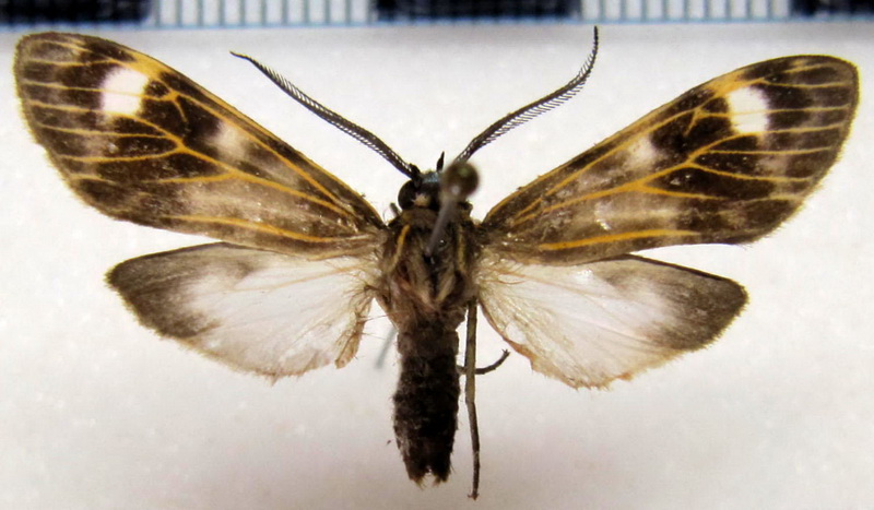 Hyaleucerea costinotata  male   Dognin, 1900                             