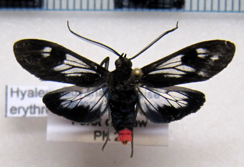   Hyaleucerea erythrotelus male (Walker, 1854)                             