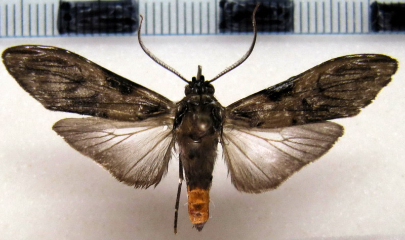 Hyaleucerea gigantea  mâle    Druce, 1884                             