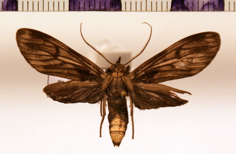 Hyaleucerea leucoprocta male Dognin, 1909