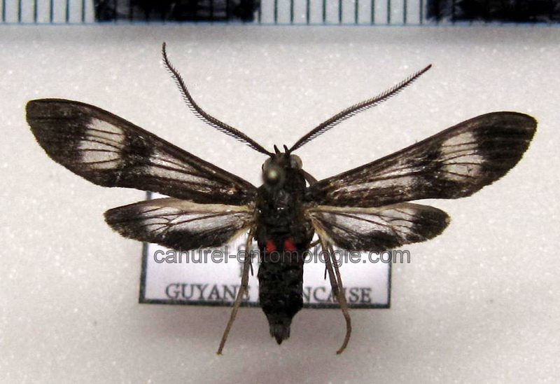Hypocladia parcipuncta mâle Hampson, 1909                                
