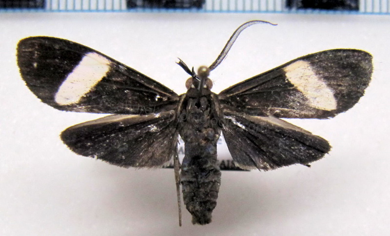 Loxozona lanceolata mâle Walker, 1854                              