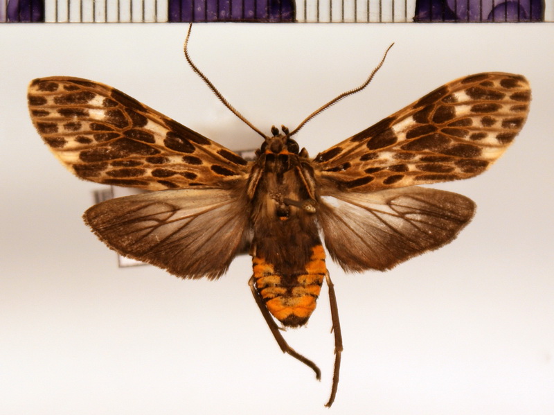 Nelphe confusum femelle (Rothschild, 1912)