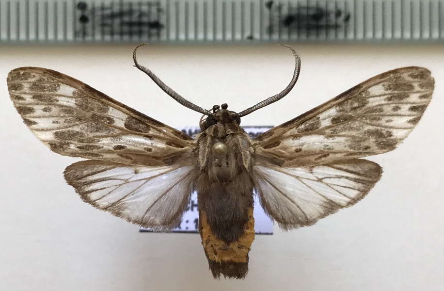   Nelphe rogersi mâle  (Druce, 1884)