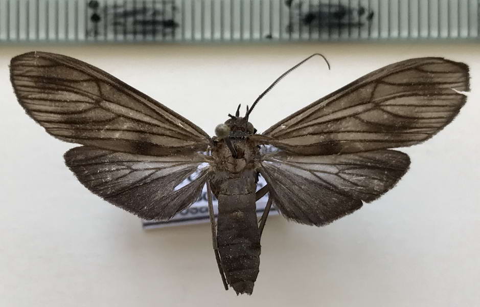  Prosopidia morosa mâle  (Schaus, 1910)