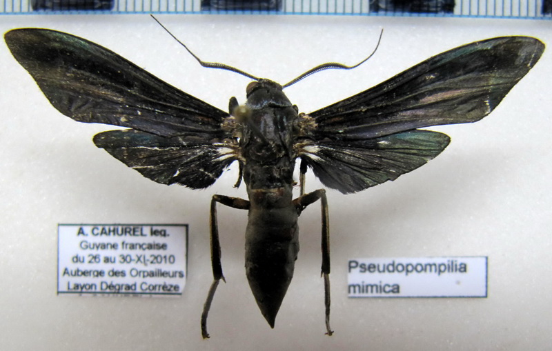  Pseudopompilia mimica    mâle       Druce 1898                       