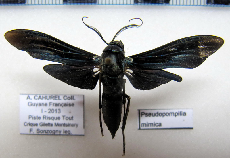  Pseudopompilia mimica    mâle       Druce 1898                           