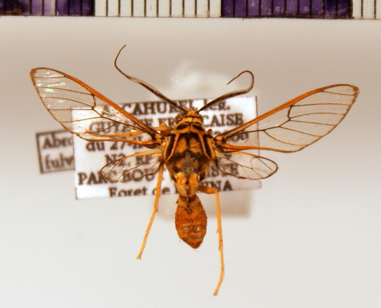 Pseudosphex fulvisphex male  (Druce, 1898)