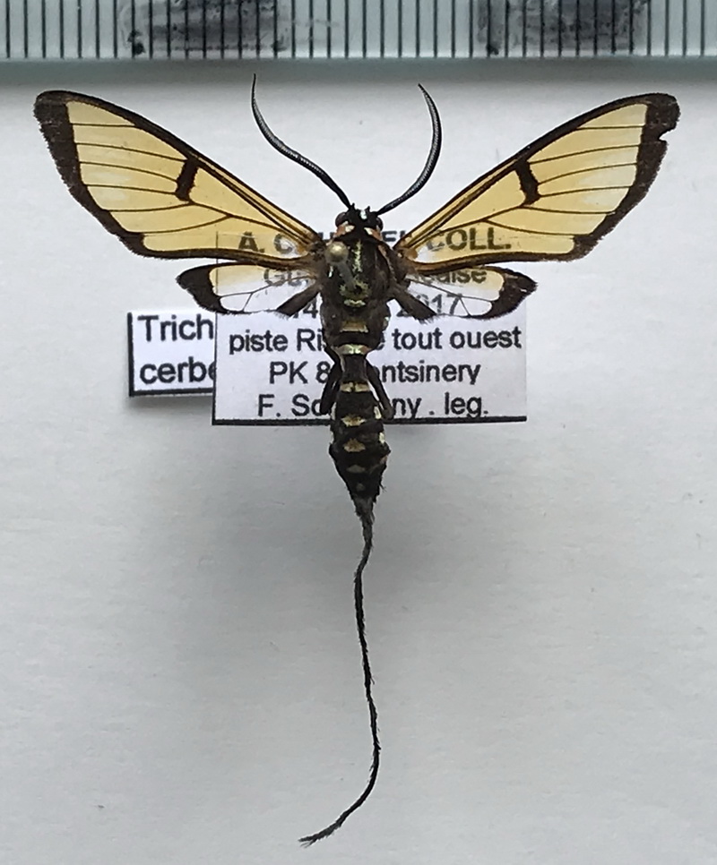  Trichura cerberus mâle  Pallas, 1772